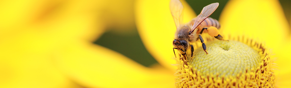 close up of a bee perched in the center of a yellow flower